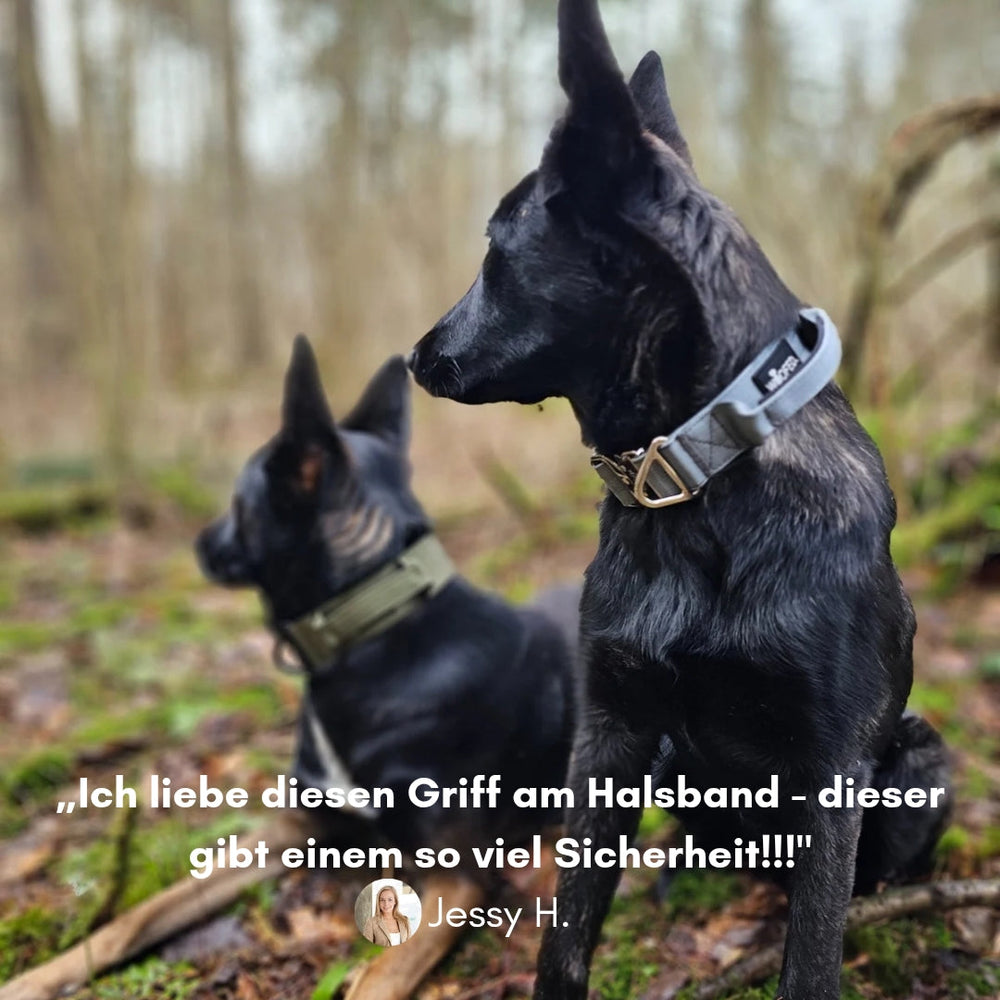 Schwarze kleine Hunde tragen ein Nylon-Halsband mit Aluverschluss und speziellen Griff im Freien.