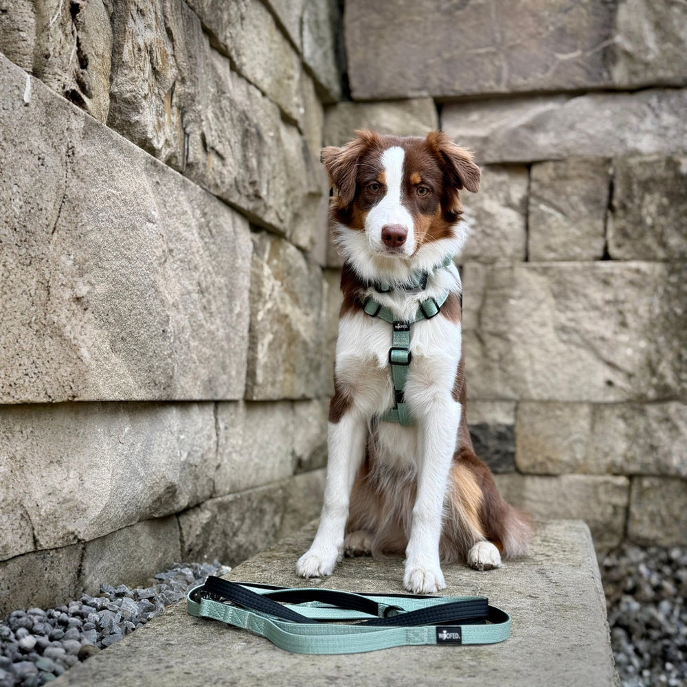 Braun-weißer Hund sitzt vor steinerner Wand im grünen Y-Hundegeschirr, daneben passende Leine auf dem Boden.