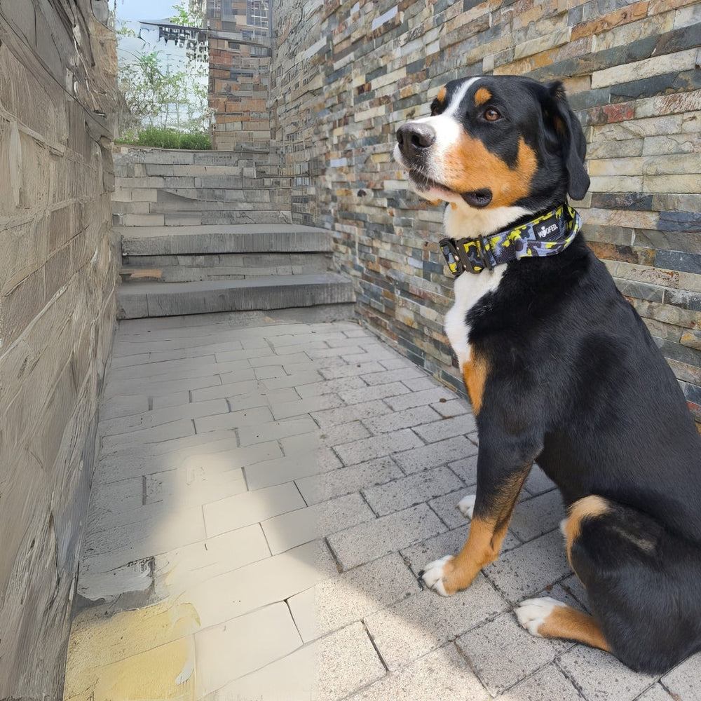 Hund mit schwarzem Fell und buntem Nylon Halsband auf Gehweg, im Hintergrund Steinstufen. Ultralight Design für Komfort.