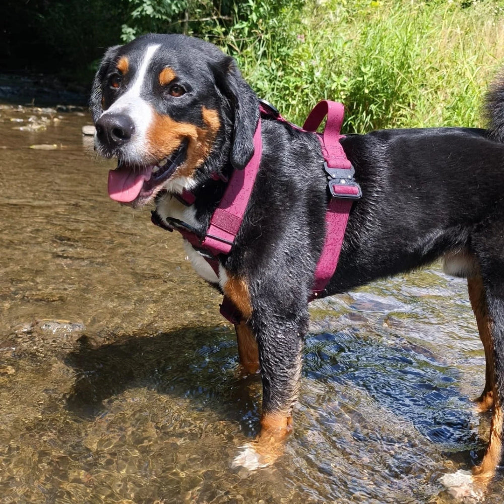 Fröhlicher Hund mit schwarz-braunem Fell im Wasser, trägt das verstellbare WOOFLEX® Geschirr in Rot.