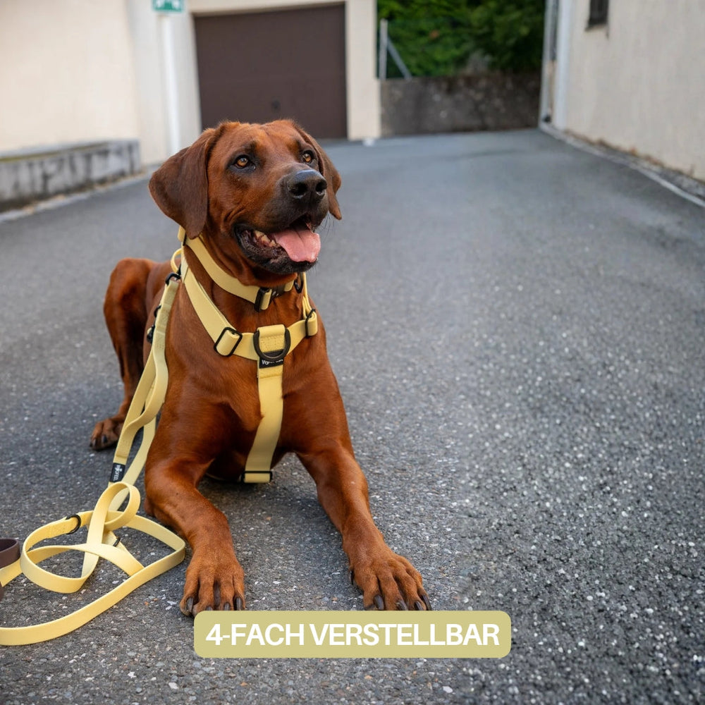 Brauner Hund liegt auf Asphaltweg, trägt gelbes Y-Hundegeschirr WOOFLEX® und passende Leine, sichtbar sind Bäume und Gebäude.