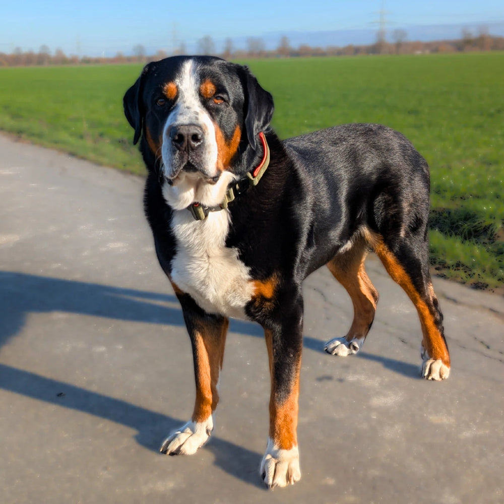 Ultraleichtes Nylon Halsband mit Griff, Hund auf Weg, schwarz-braunes Fell, weiße Abzeichen, Wiesen und blauer Himmel im Hintergrund.