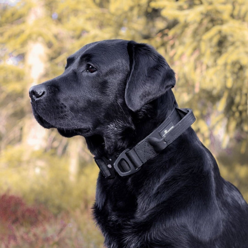 Schwarzer Labrador mit nylon Halsband und Griff in natürlicher Umgebung mit unscharfen Bäumen im Hintergrund.