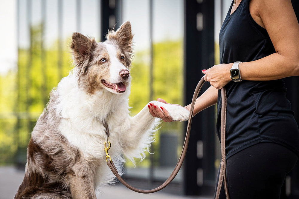 Border Collie-Mischung sitzt und gibt einer Person mit Smartwatch die Pfote; beide halten eine goldene Hundeleine.