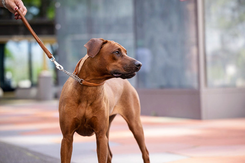Brauner Hund an der Leine mit Rundgenähtem Halsband und Ketteneinsatz steht aufmerksam auf dem Gehweg in der Stadt.
