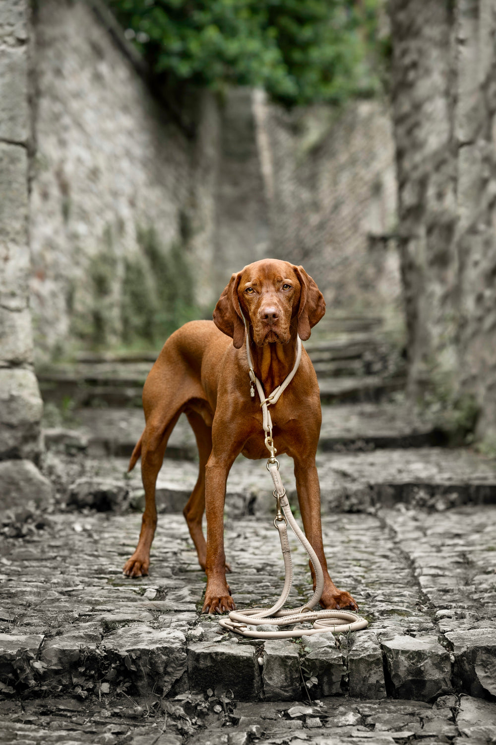 Vizsla-Hund an einer 2m langen, rundgenähten Lederleine in einer grünen, naturbelassenen Umgebung.