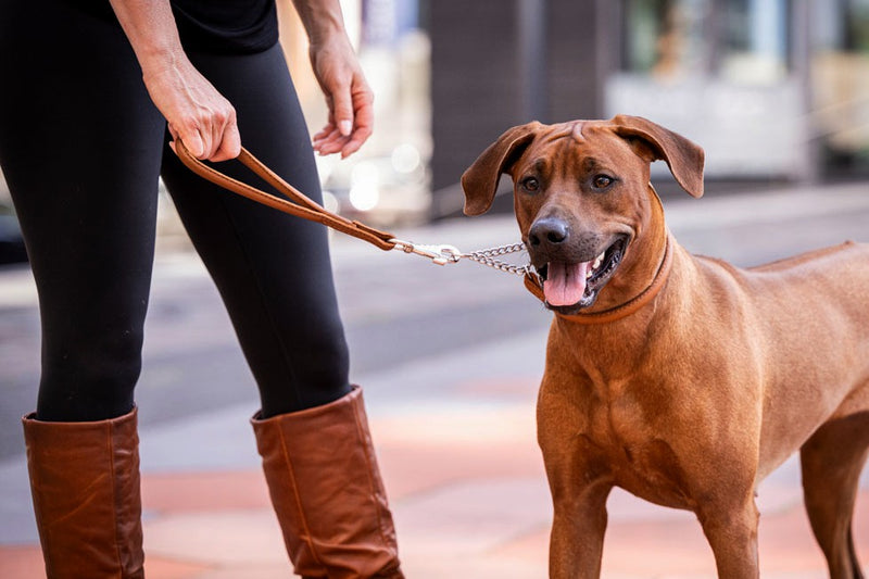 Brauner Hund mit Halterin in städtischer Umgebung, die freundliche Ausstrahlung und Freude am Spaziergang genießen.
