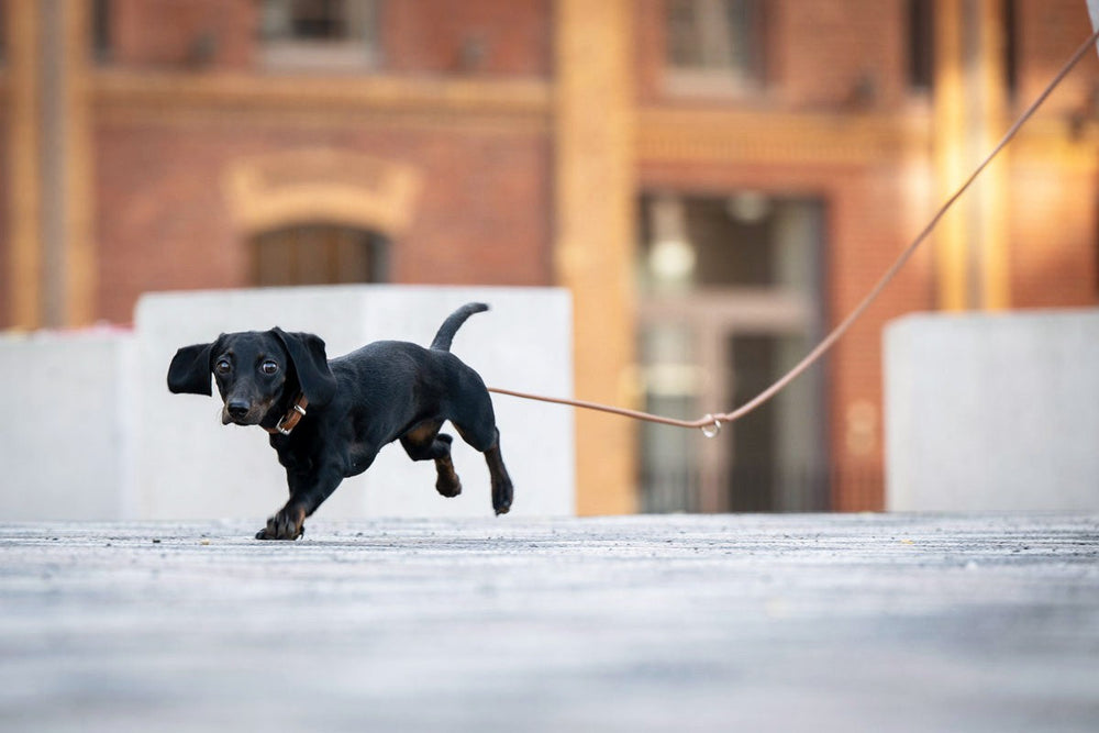 Kleiner schwarzer Dackel läuft energetisch an einer 3m langen goldenen Lederleine.