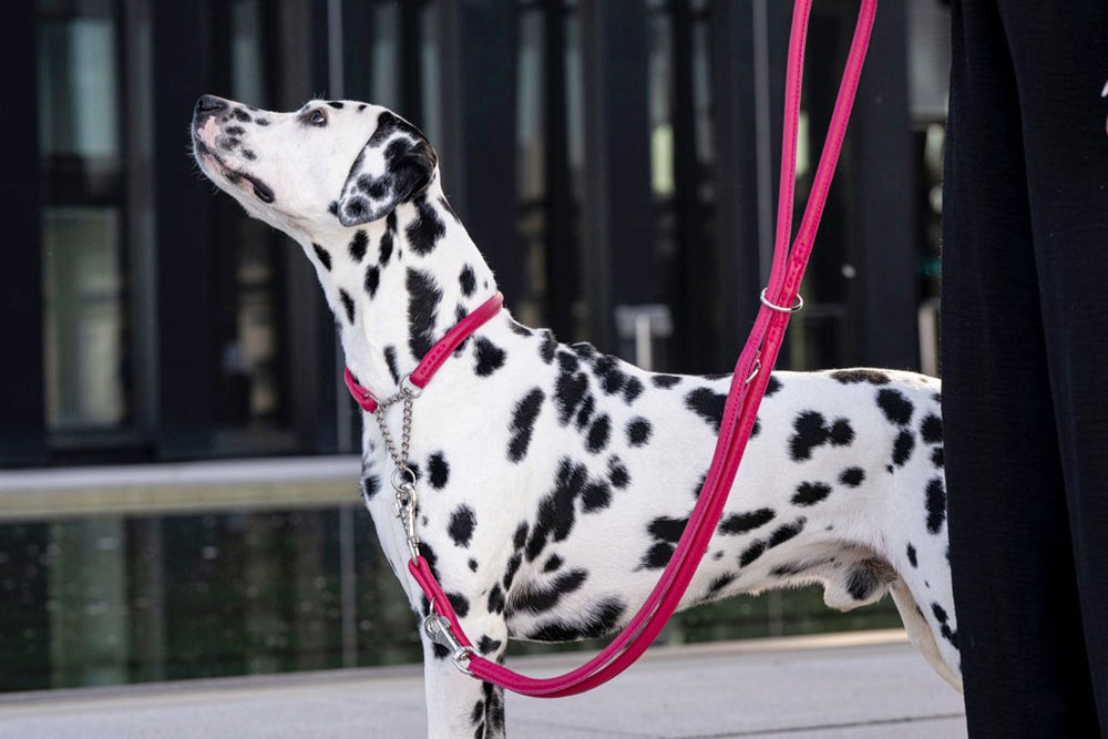 Dalmatiner an pinker Lederleine, moderne Architektur und Wasserelement im Hintergrund. Hund schaut erwartungsvoll nach oben.