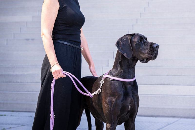 Frau in Schwarz führt eine schwarze Dogge an einer 2m langen, silbernen Lederleine.