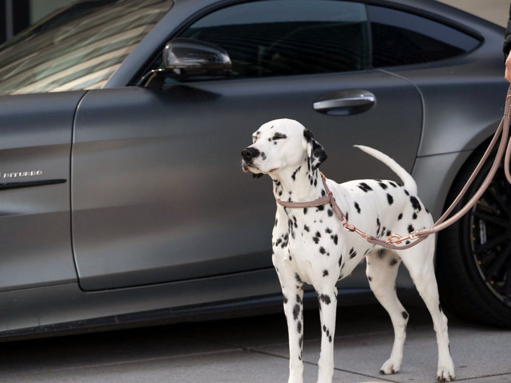 Dalmatiner mit rundgenähter Lederleine vor modernem Sportauto auf urbanem Gehweg.