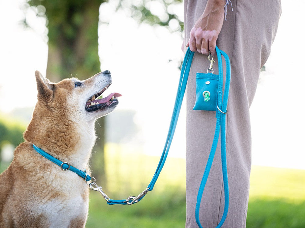 Mittelgroßer Hund mit kurzem, braunem Fell an blauer Lederleine, schaut zu seinem Besitzer mit Tasche.