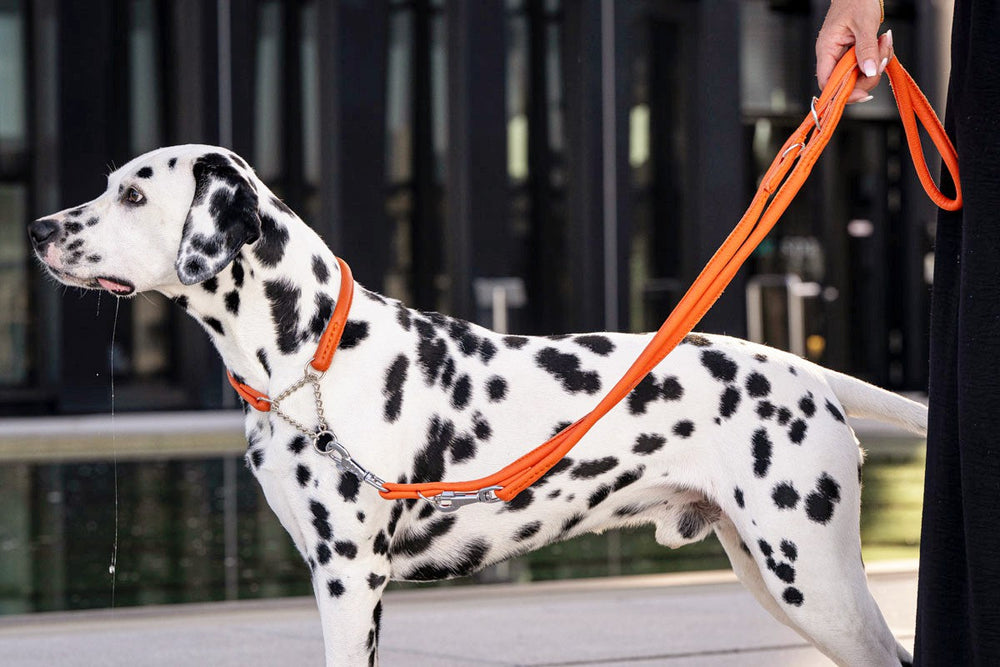 Dalmatiner im orangefarbenen Hundegeschirr steht auf Gehweg nahe Wasser mit leichtem Speichel.
