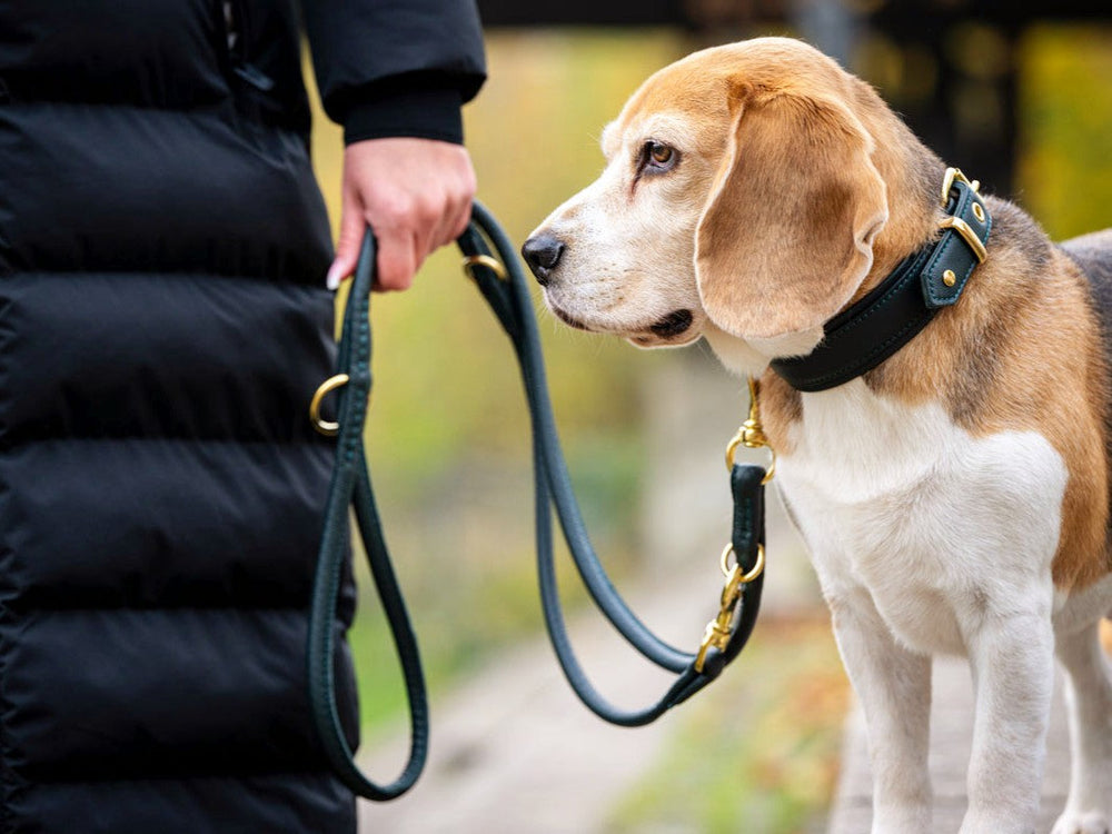 Beagle an einer grünen Lederleine (2m) mit schwarzem Halsband, gehalten von einer Person im unscharfen Hintergrund.