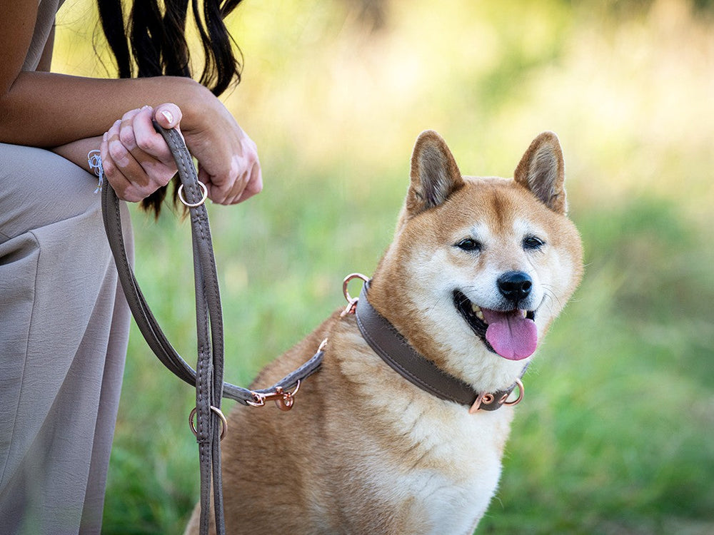 Shiba Inu mit freundlichem Gesicht sitzt an einer rose Lederleine, während eine Person die Leine hält. Grüner Hintergrund.