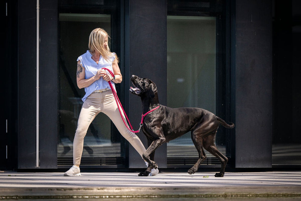Frau mit blonden Haaren führt große schwarze Dogge an einer silbernen Lederleine in der Natur.