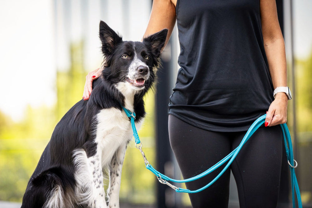 Person in sportlicher Kleidung hält eine 2m lange Lederleine mit ihrem schwarzen und weißen Hund in der Natur.