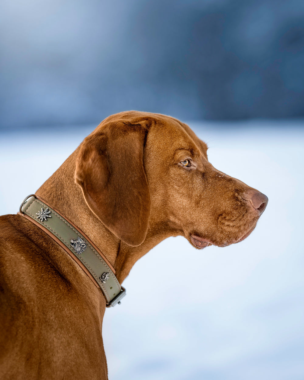 "Hund mit braunem Fell und grünem Halsband in winterlicher Schnee-Landschaft."