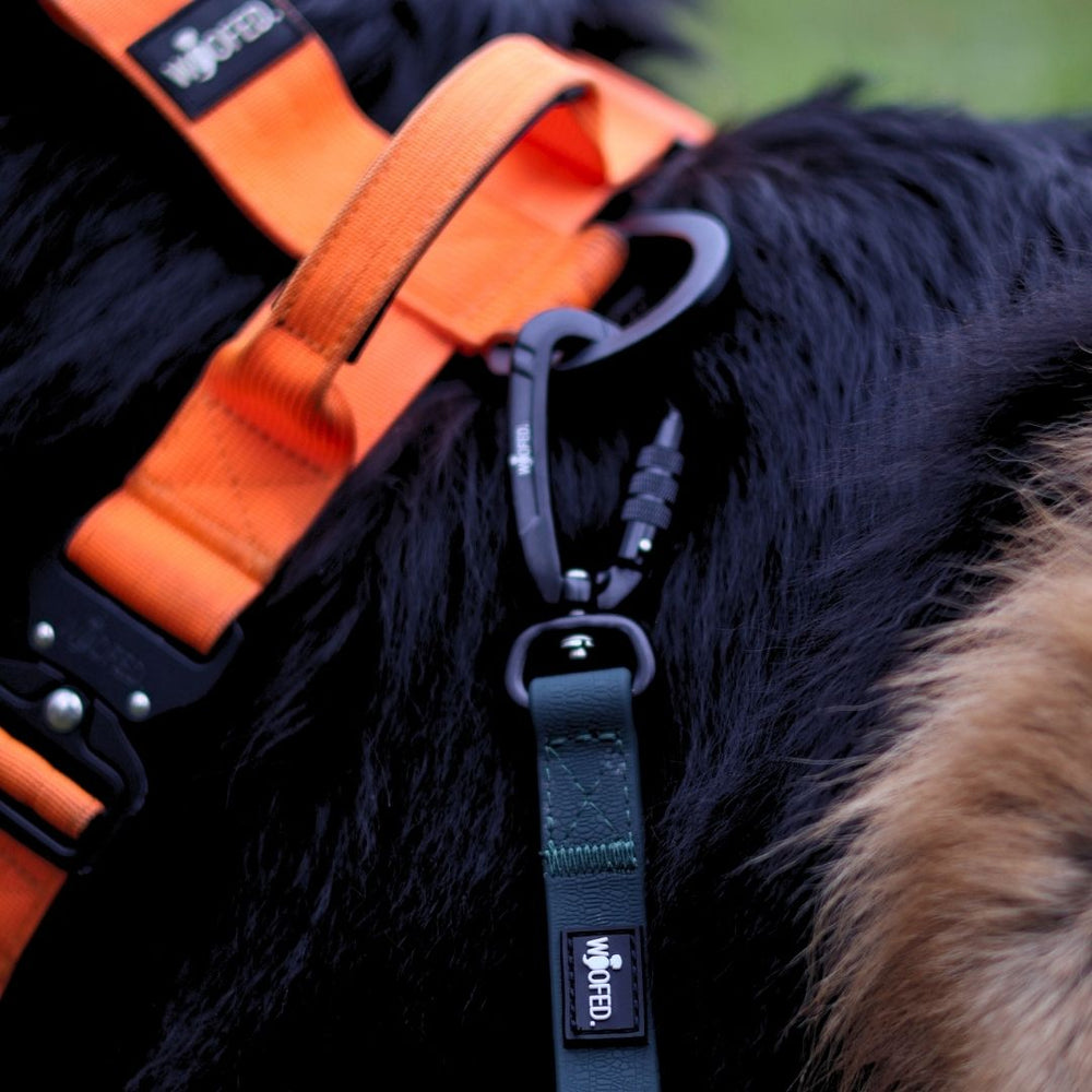 Multifunktionale WOOFLEX® Schleppleine für Hunde, orange-grün, stabiler Karabiner, hund mit dunklem Fell.