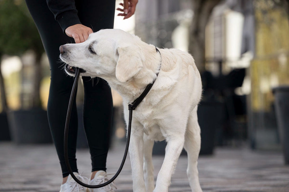 Person mit schwarzer Kleidung zieht an dunkelbrownem Retriever-Halfter, während ein weißer Hund aufmerksam daneben steht.