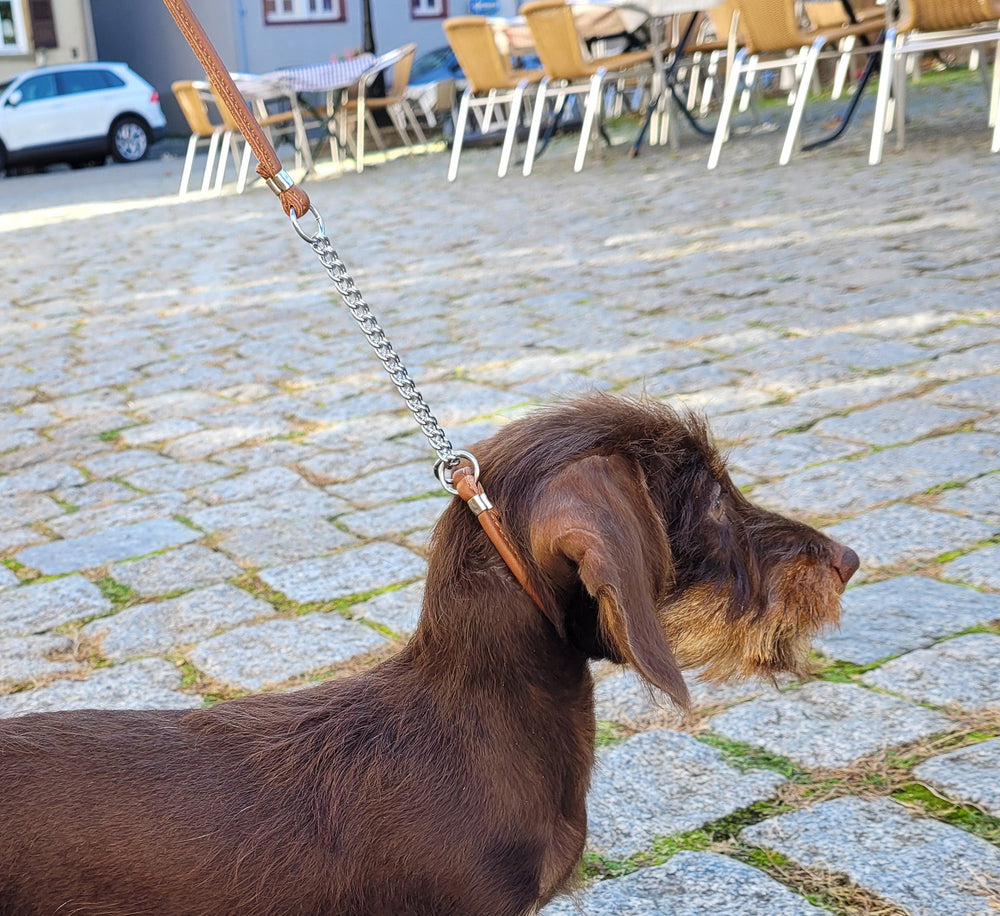 Kleiner brauner Hund an Showleine mit Ketteneinsatz auf einem gepflasterten Platz vor einem Café.