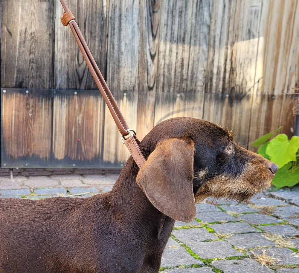 Brauner Dackel mit Showleine und Kehlkopfschutz vor Holzwänden und Pflanzen im Hintergrund.