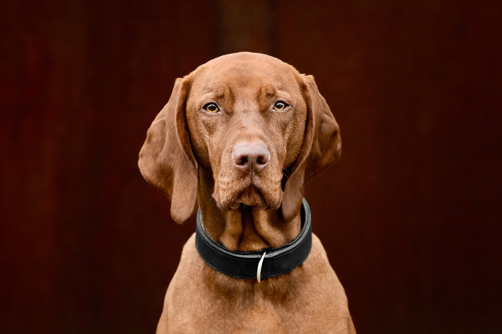 "Brauner Hund mit schwarzem Halsband blickt in die Kamera, unscharfer warmtoniger Hintergrund."