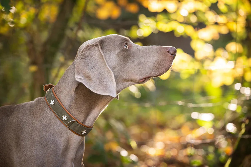 Weimaraner mit braunem Nubukleder-Halsband und dekorativen Elementen, aufmerksam in die Ferne blickend.
