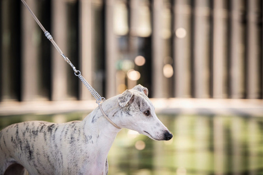 Hund an Showleine mit Perlen, Whippet mit gestromtem Fell, vor modernen Gebäuden und spiegelndem Wasser.