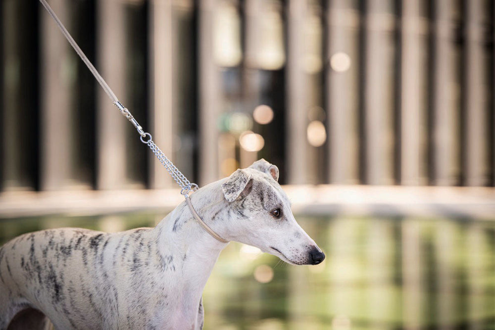 Gestromter Whippet mit Leine in urbanem Umfeld vor unscharfen modernen Gebäuden.