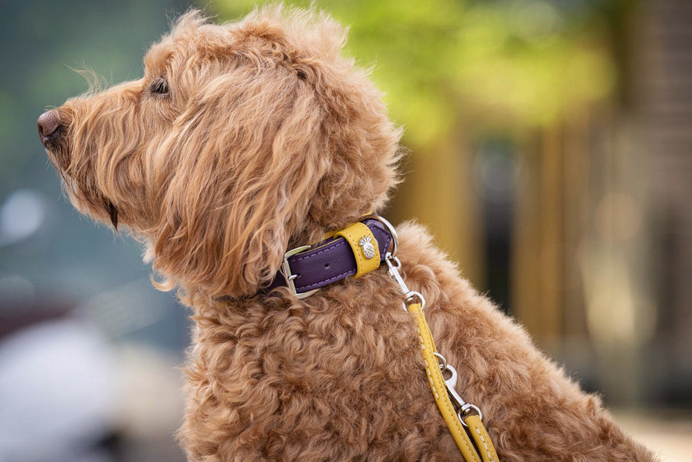 Brauner, lockiger Hund mit buntem gelbem und lila Halsband, neugierig seitlich im Freien abgebildet.