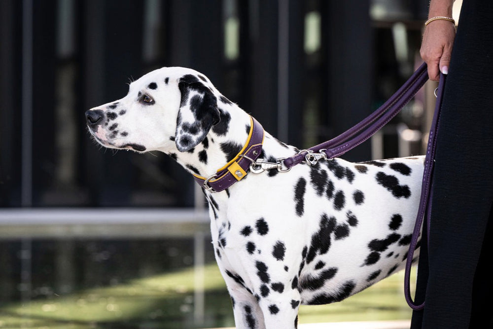 Dalmatinischer Hund mit lila Lederleine, 2m lang, wird von einer Person geführt.