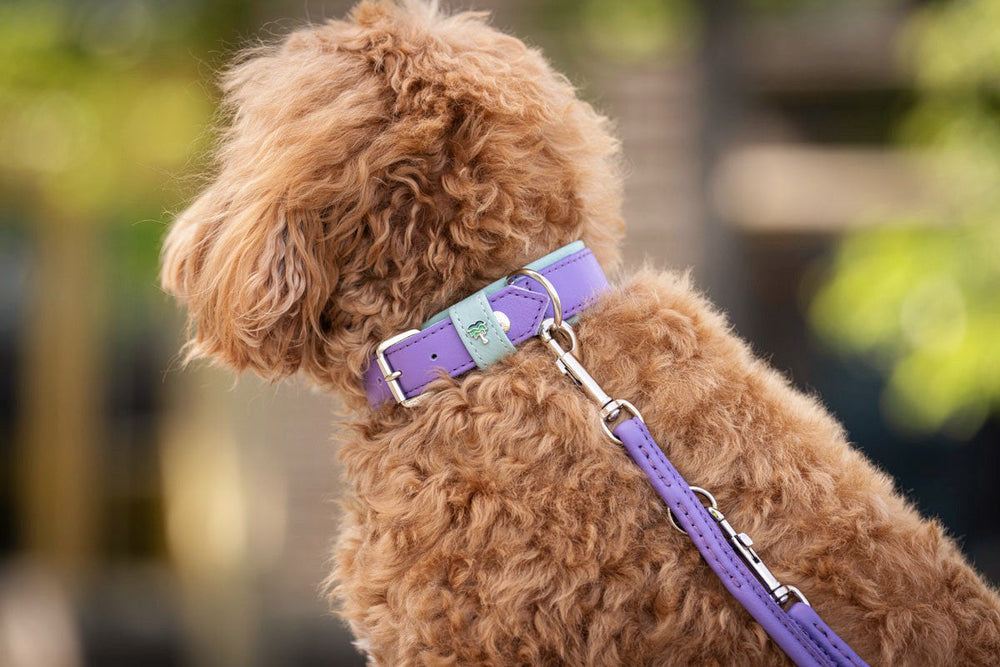 Brauner, lockiger Hund mit lila Halsband und Leine, fröhlich beim Spaziergang im Freien.