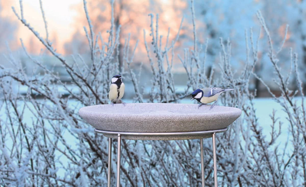 Zwei Meisen sitzen auf einem gefrorenen Vogelbad in einer winterlichen, frostbedeckten Landschaft.
