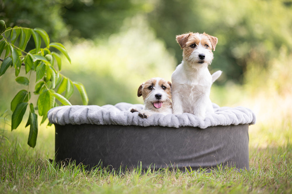Zwei kleine Hunde, braun und weiß, in einem runden Hundebett Buddelnest®, einer großen und einer liegenden.