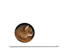 weiß,  gestrichen (000x) - Bild 2