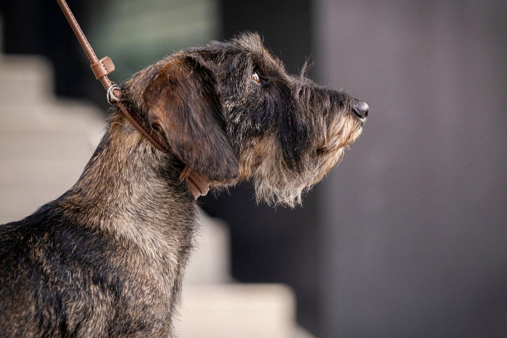 Brauner Hund im Profil mit struppigem Fell und Halsband, aufmerksam und fokussiert in unscharfem Hintergrund.
