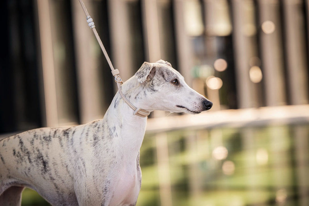 "Greyhound an einer verstellbaren Leine mit Perlen, unscharfer moderner Stadt Hintergrund."