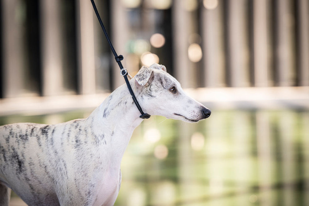 Whippet mit gestromtem Fell an verstellbarer Leine in urbaner Umgebung mit unscharfem Wasser und Architektur im Hintergrund.