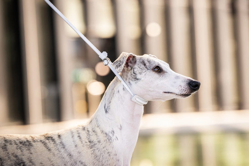 Eleganter, gefleckter Hund an einer verstellbaren Showleine vor unscharfen modernen Gebäuden.