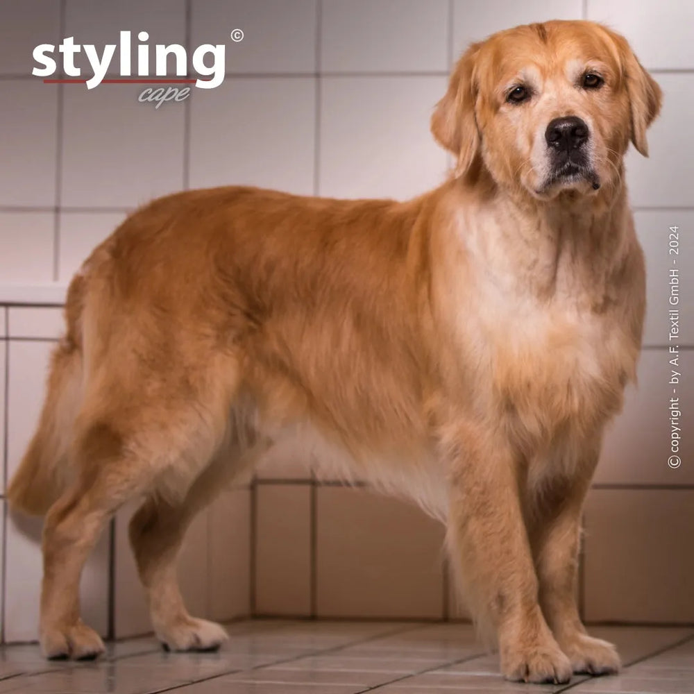 Golden Retriever steht in einem hellen Raum mit Fliesen und schaut in die Kamera, die Umgebung ist sauber und freundlich.
