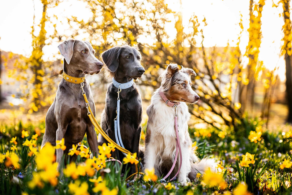 Drei entspannte Hunde mit farbigen Leinen in einem blühenden Feld voller gelber Narzissen.