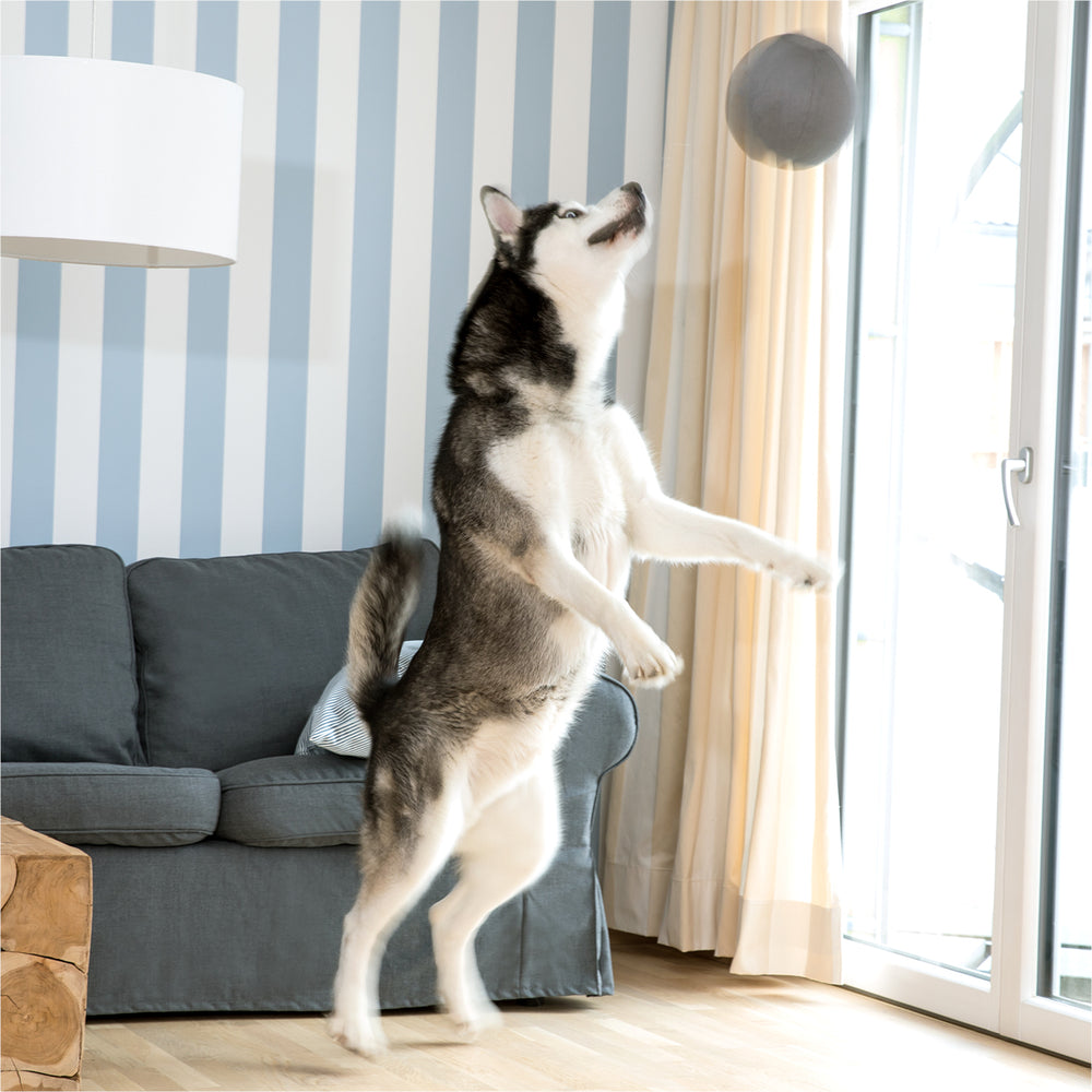 Hund springt im Wohnzimmer, um den Doctor Bark Ball zu fangen, Sofa und Fenster im Hintergrund sichtbar.