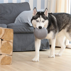 Siberian Husky spielt mit grauem Doctor Bark Ball im Wohnzimmer mit Sofa und Holztisch.