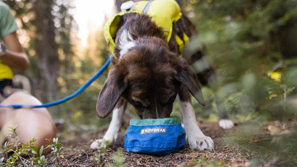 Hund trinkt aus dem blauen Trail Runner Hundenapf von RUFFWEAR in der Natur, umgeben von Bäumen.