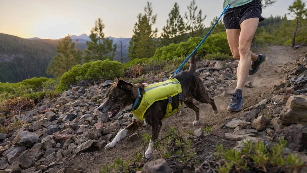 Person führt Hund mit gelber Leine auf Wanderweg, umgeben von Bäumen und Bergen, in sportlicher Kleidung.