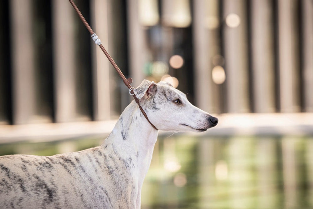 Fein verstellbare Showleine mit Perlen, Hund mit weiß-grauem Fell in urbaner Umgebung.