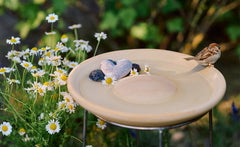 Vogeltränke aus Keramik mit Wasser, schönen Steinen und Gänseblümchen, ideal für Vogelbäder im Garten.