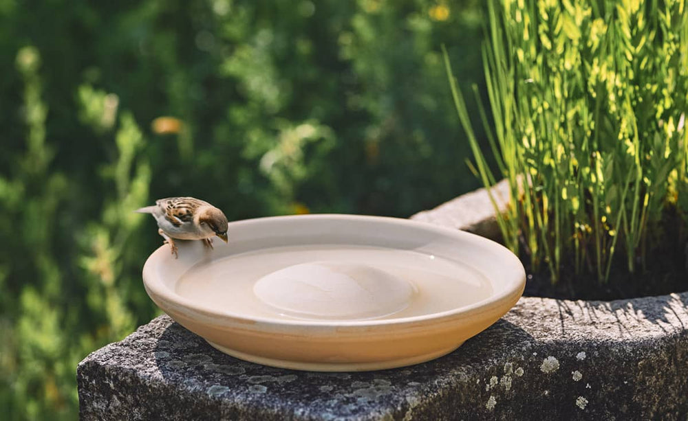 Vogeltränke CeraNatur mit einem kleinen Vogel an der Kante und grünen Pflanzen im Hintergrund.
