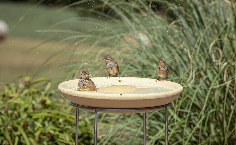Vogeltränke CeraNatur: Drei Vögel baden fröhlich im Wasser, umgeben von grünen Pflanzen und Gras.